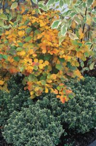 Colorful fothergilla takes center stage in this fall garden with variegated red twig dogwood and&hellip;